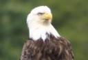 Photo of Bald eagle sighting in Ketchikan